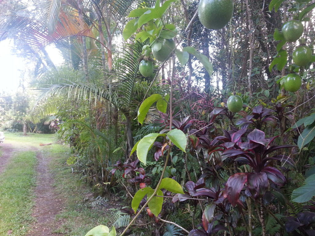 Hale Hale Hostel Pahoa Esterno foto
