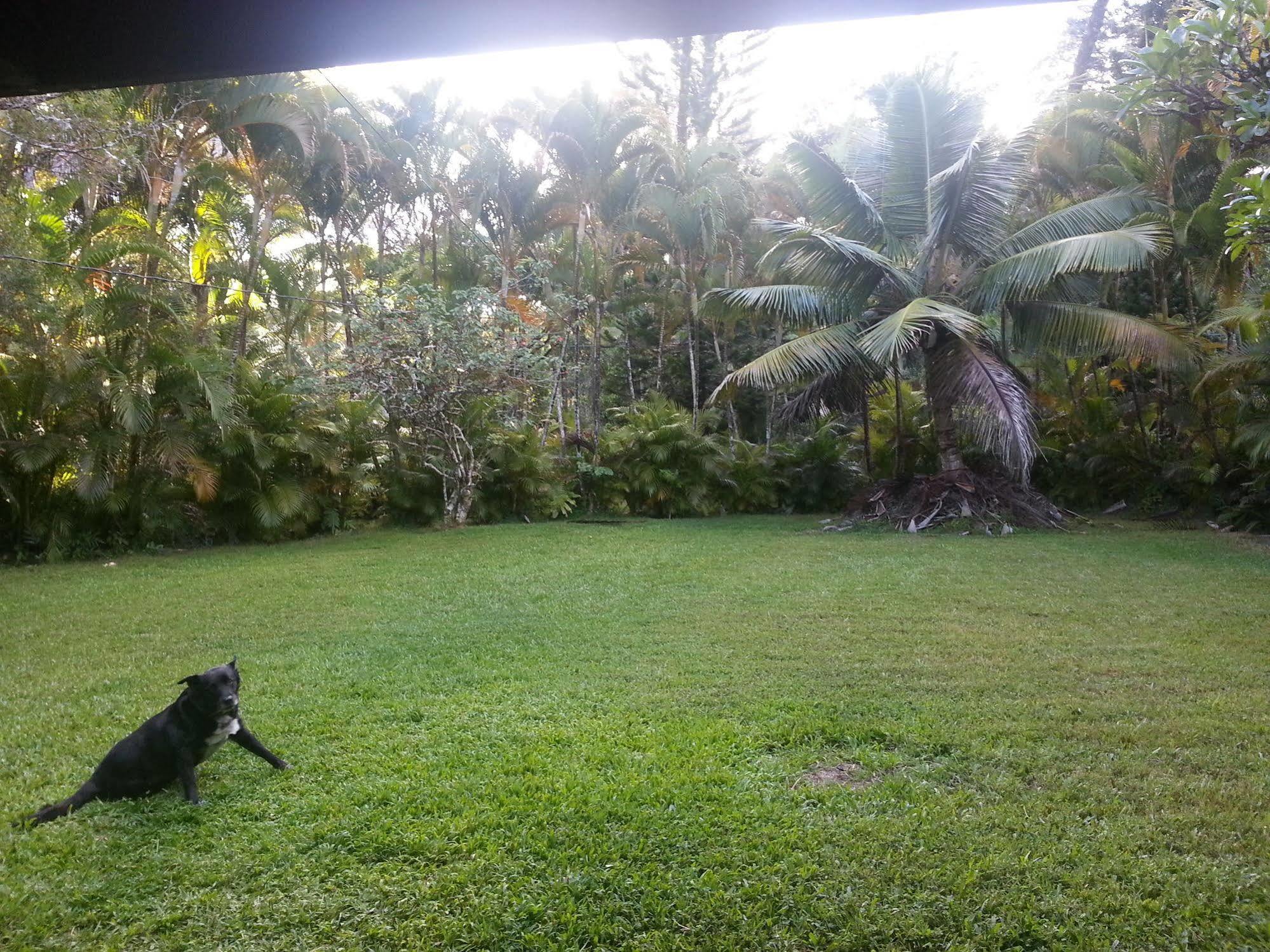 Hale Hale Hostel Pahoa Esterno foto