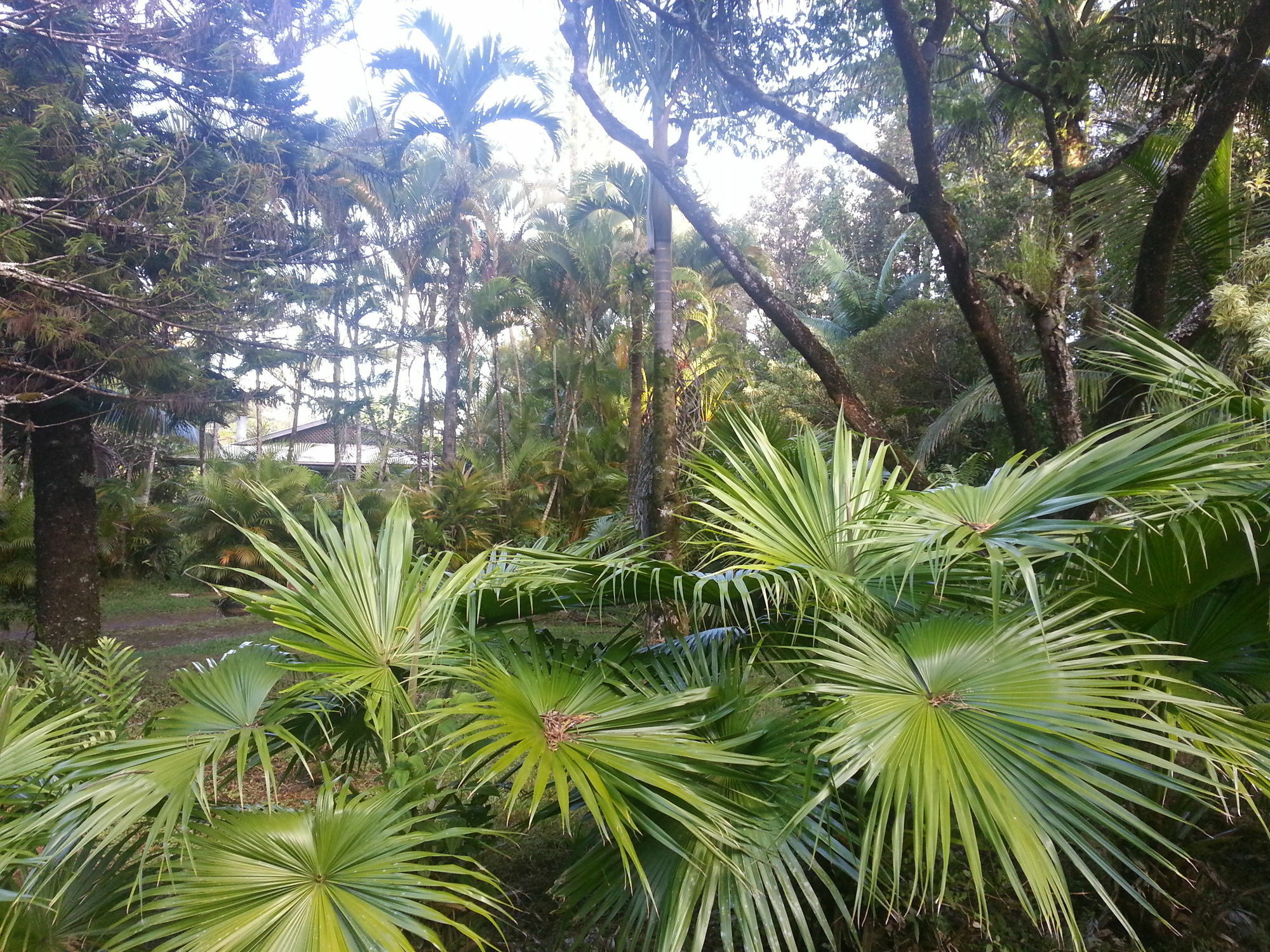 Hale Hale Hostel Pahoa Esterno foto